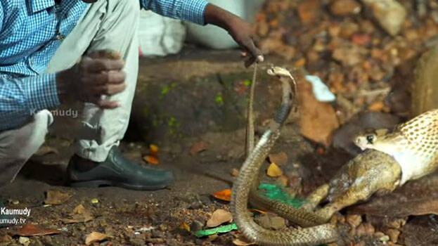 snake-master snake-master