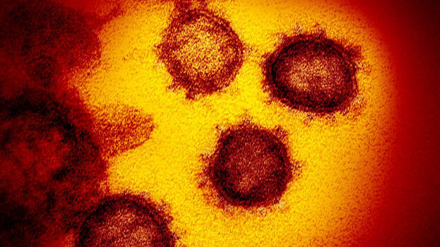 mutation-covid mutation-covid