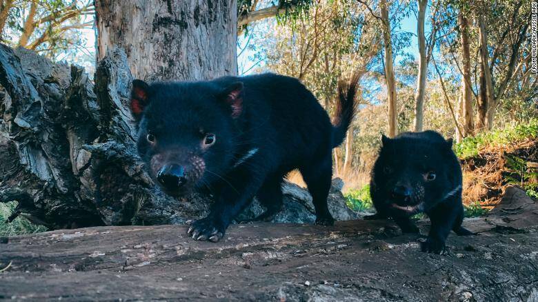 -tasmanian-devils -tasmanian-devils