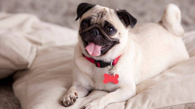 pug pug