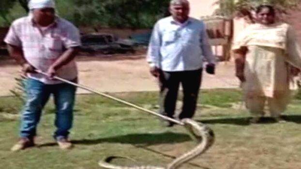 snake-in-star snake-in-star