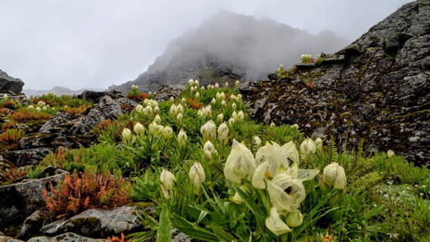 brahma-kamal- brahma-kamal-
