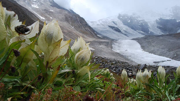brahma-kamal- brahma-kamal-