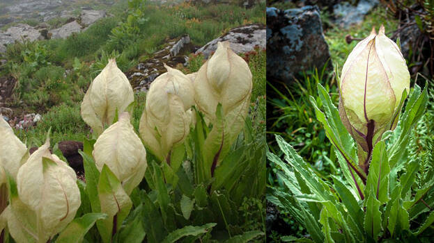 brahma-kamal- brahma-kamal-