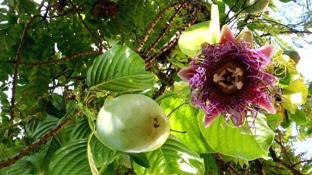 akasavellari akasavellari