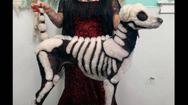 halloween-dog halloween-dog