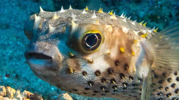 puffer-fish puffer-fish