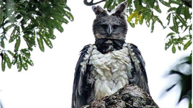 death-bird death-bird