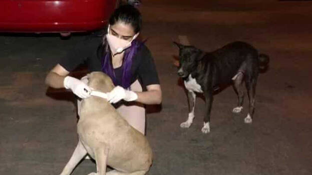 veterinary veterinary