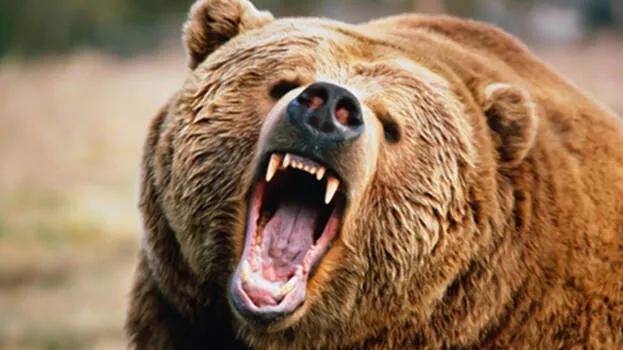 bear