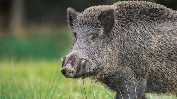 wild-boar wild-boar
