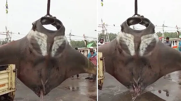 manta-ray