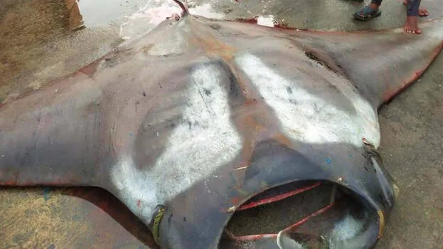 manta-ray