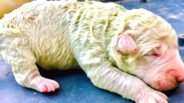 green-puppy green-puppy