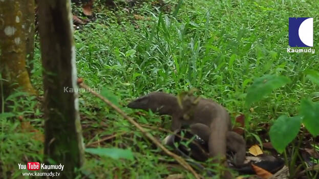 monitor-lizard monitor-lizard