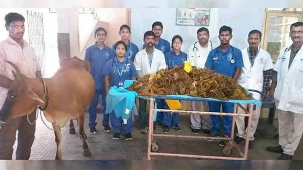 cow