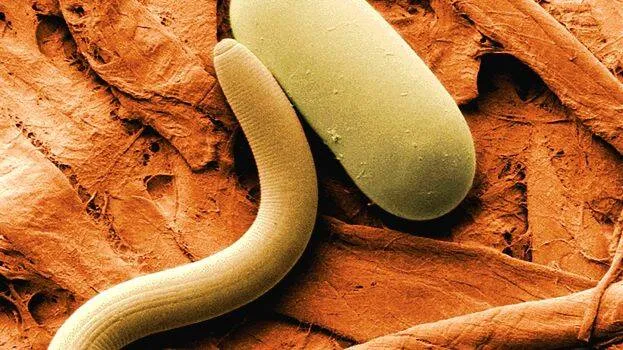 nematode