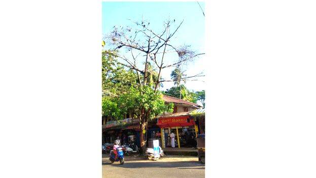 parappanangadi parappanangadi