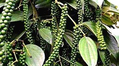 06-peper-1 06-peper-1