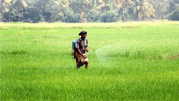nellu-padam nellu-padam