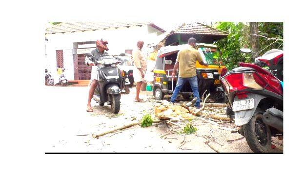 13-taluk-office-tree 13-taluk-office-tree