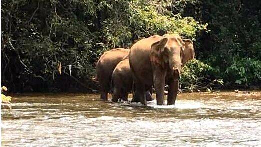 23-elephant 23-elephant