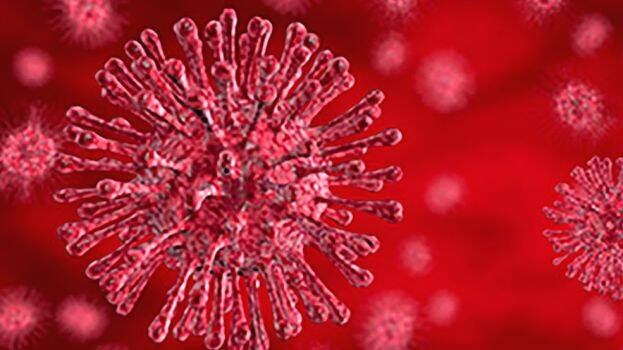 coronvarius coronvarius