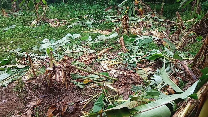 aana-salyam aana-salyam