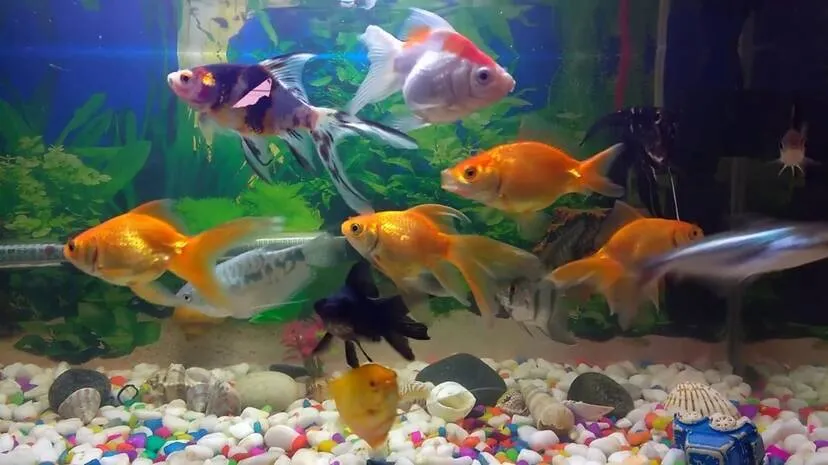 fish