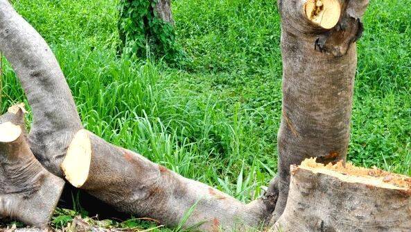 cutting-of-tree cutting-of-tree