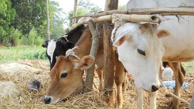 cow
