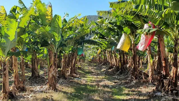 banana