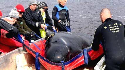 dead-whales dead-whales