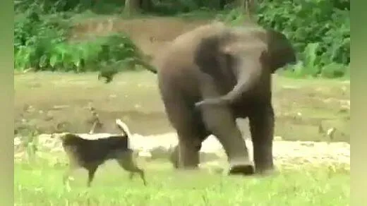 elephant