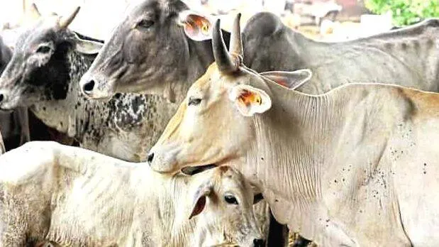 cow