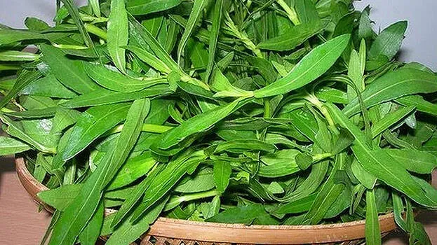 ponnankanni