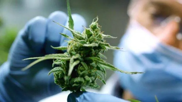cannabis-for-covid