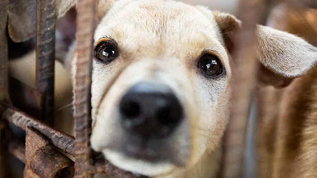 dog-meat