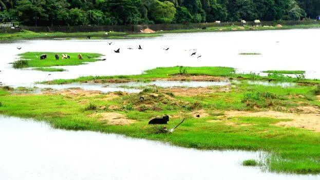 nila