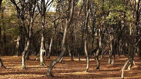 forest