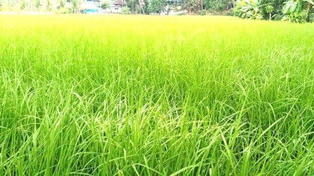 paddy-field paddy-field