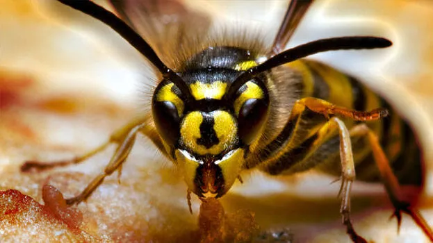 hornet