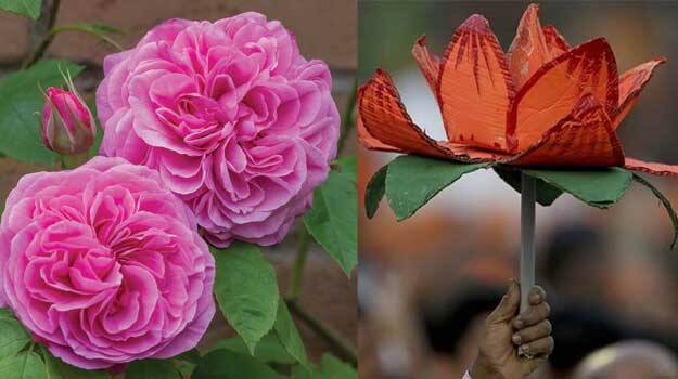 rose-lotus rose-lotus