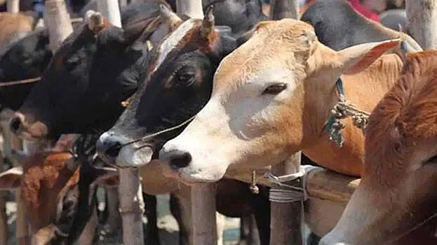 cow