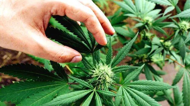 cannabis