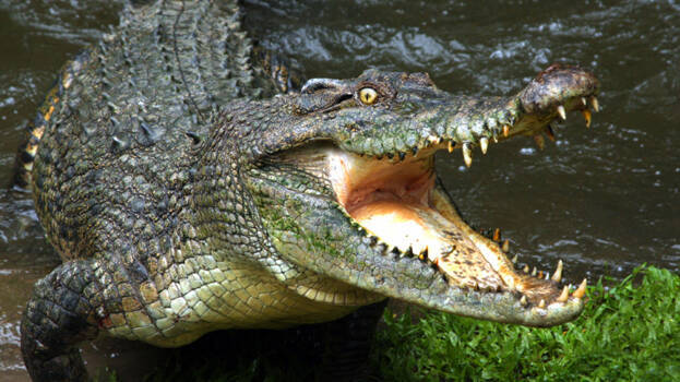 crocodile- crocodile-