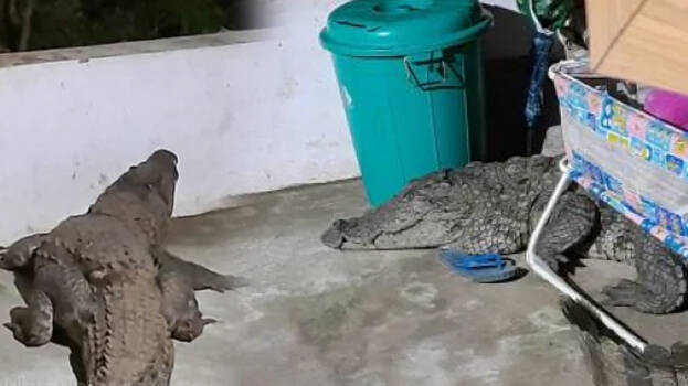 crocodile- crocodile-