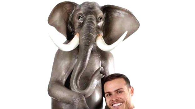 chocolate-elephant chocolate-elephant