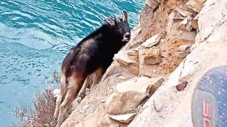 himalayan-serrow himalayan-serrow