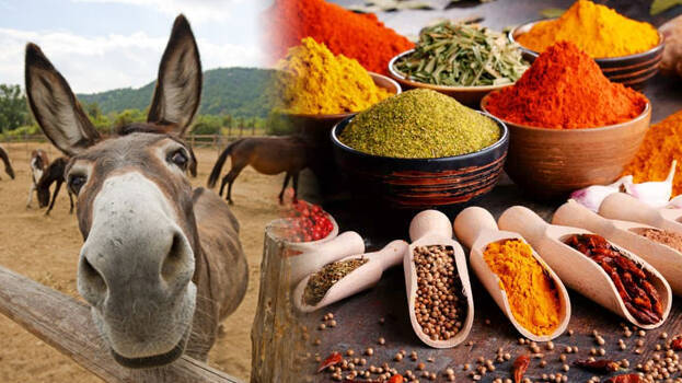 spices- spices-